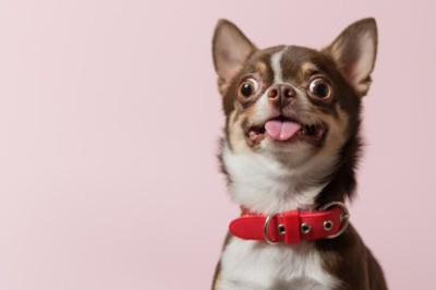 ชิวาวา สายพันธุ์สุนัขที่ควรรู้จักก่อนเลี้ยง